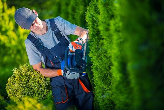 dallas worker doing tree trimming