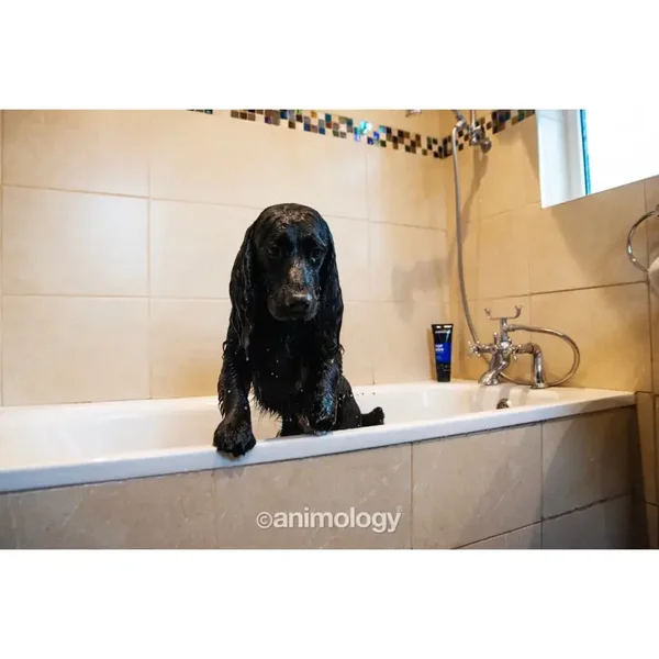 Animology Top Dog Conditioner 250 ml