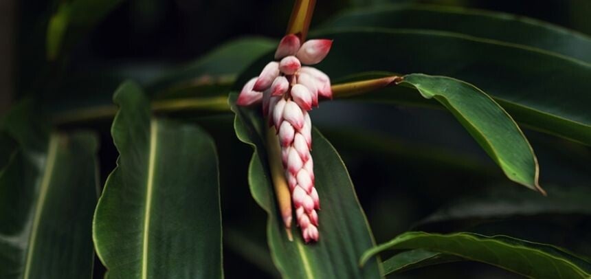 Atoumo séché (Alpinia zerumbet) Larmes de la Vierge 50 g