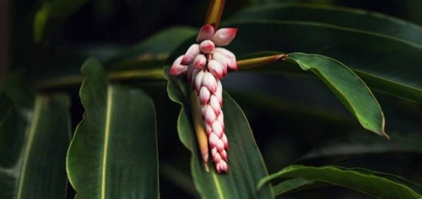 Atoumo séché (Alpinia zerumbet) Larmes de la Vierge 50 g