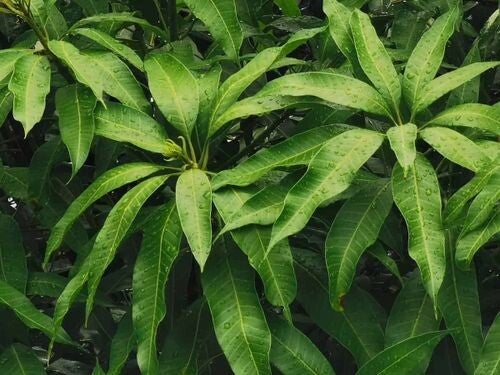 Feuilles de Manguier 40g