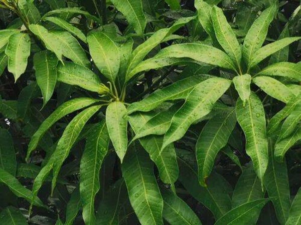 Feuilles de Manguier 40g