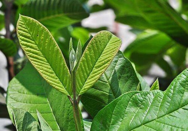 Feuilles de Goyave 40g |