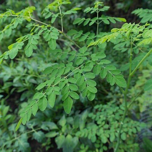 Feuilles de Moringa 40g