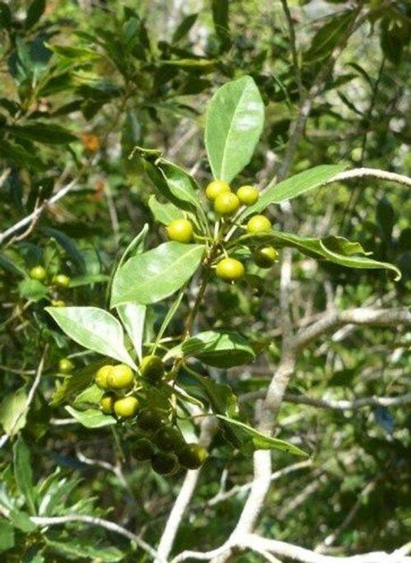 Bois de Joli Coeur