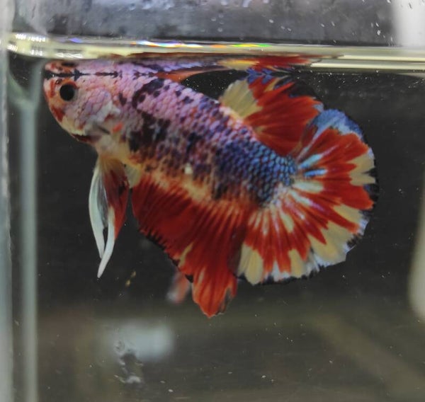 BETTA PLAKAT