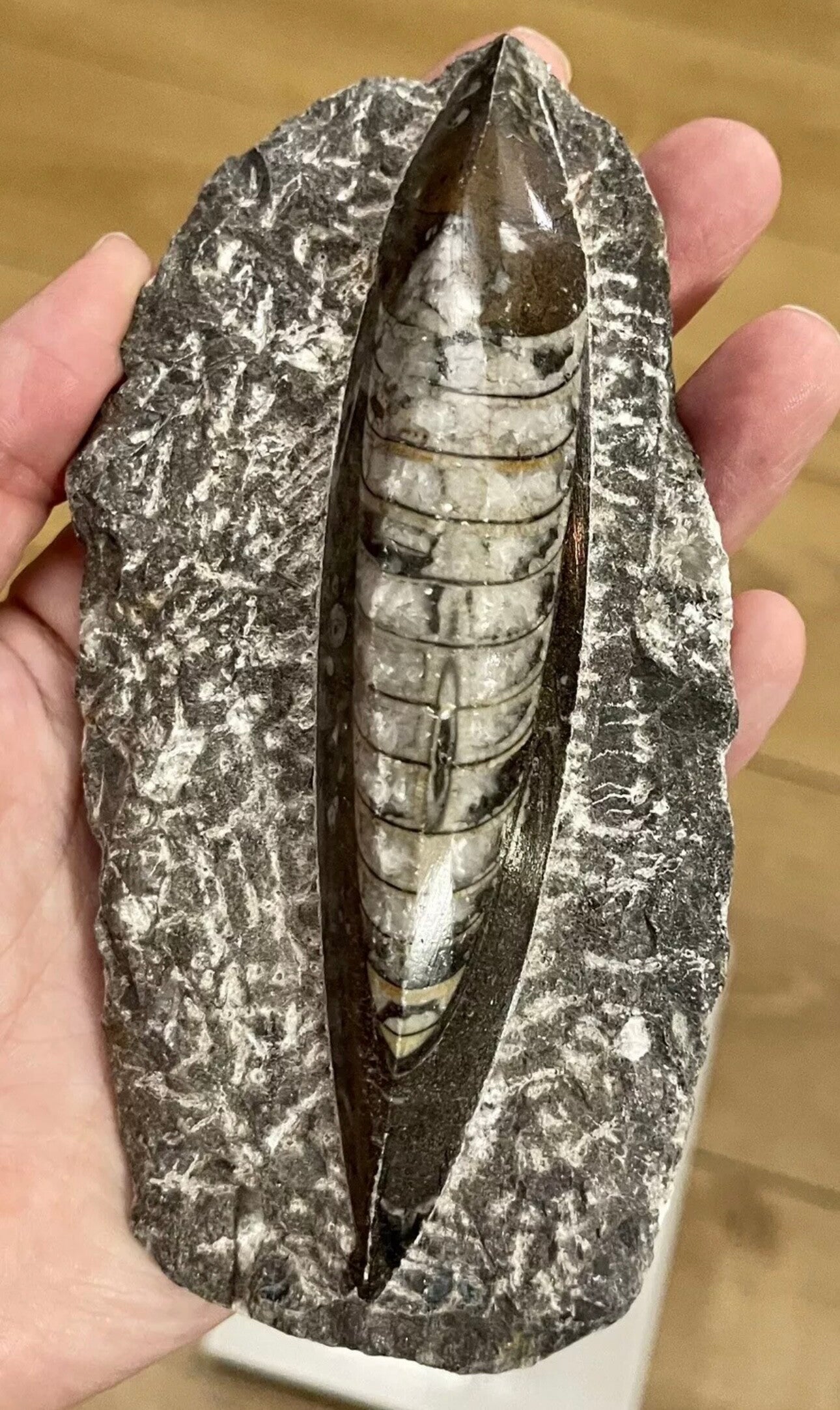 Fossil Orthoceras Polished Plaque 15cm Healing Powers 370 Million Years Old