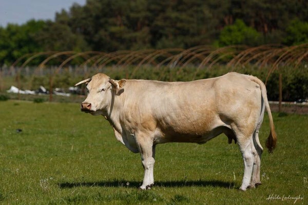 klein pakket rundsvlees +/- 5kg wel lid