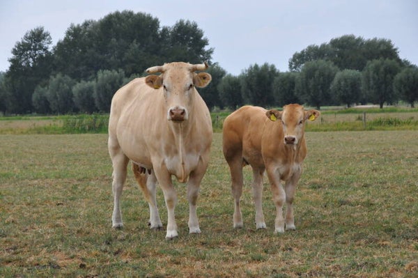 Kalfsvlees kalfsgebraad +/- 1 kg