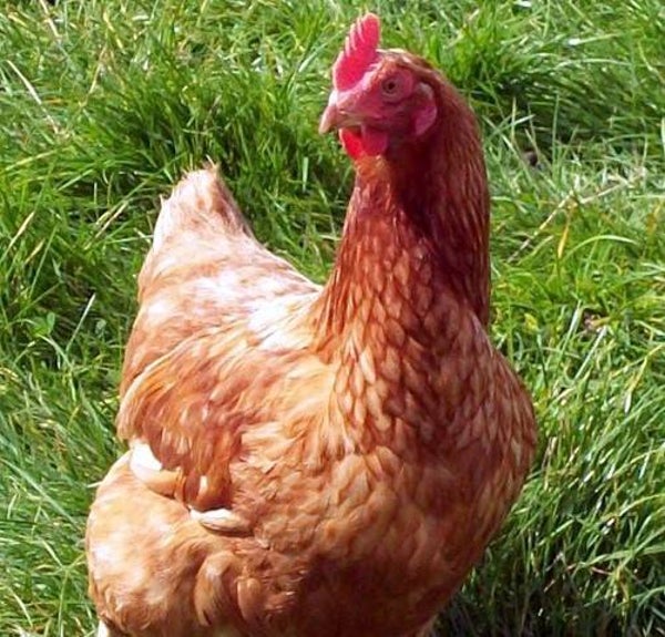 gevogeltepakket  +/- 8 kg