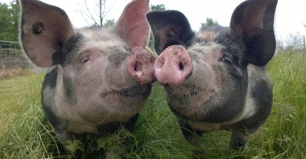 BBQ worst varkens 3 stuks