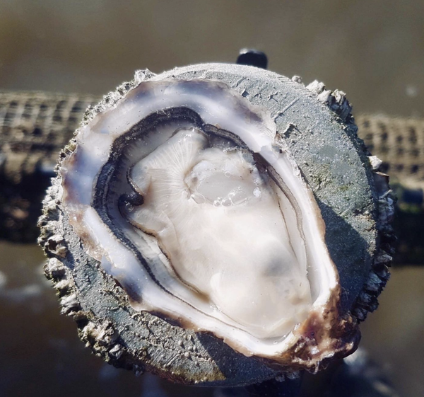 Huitre creuse N3 X35