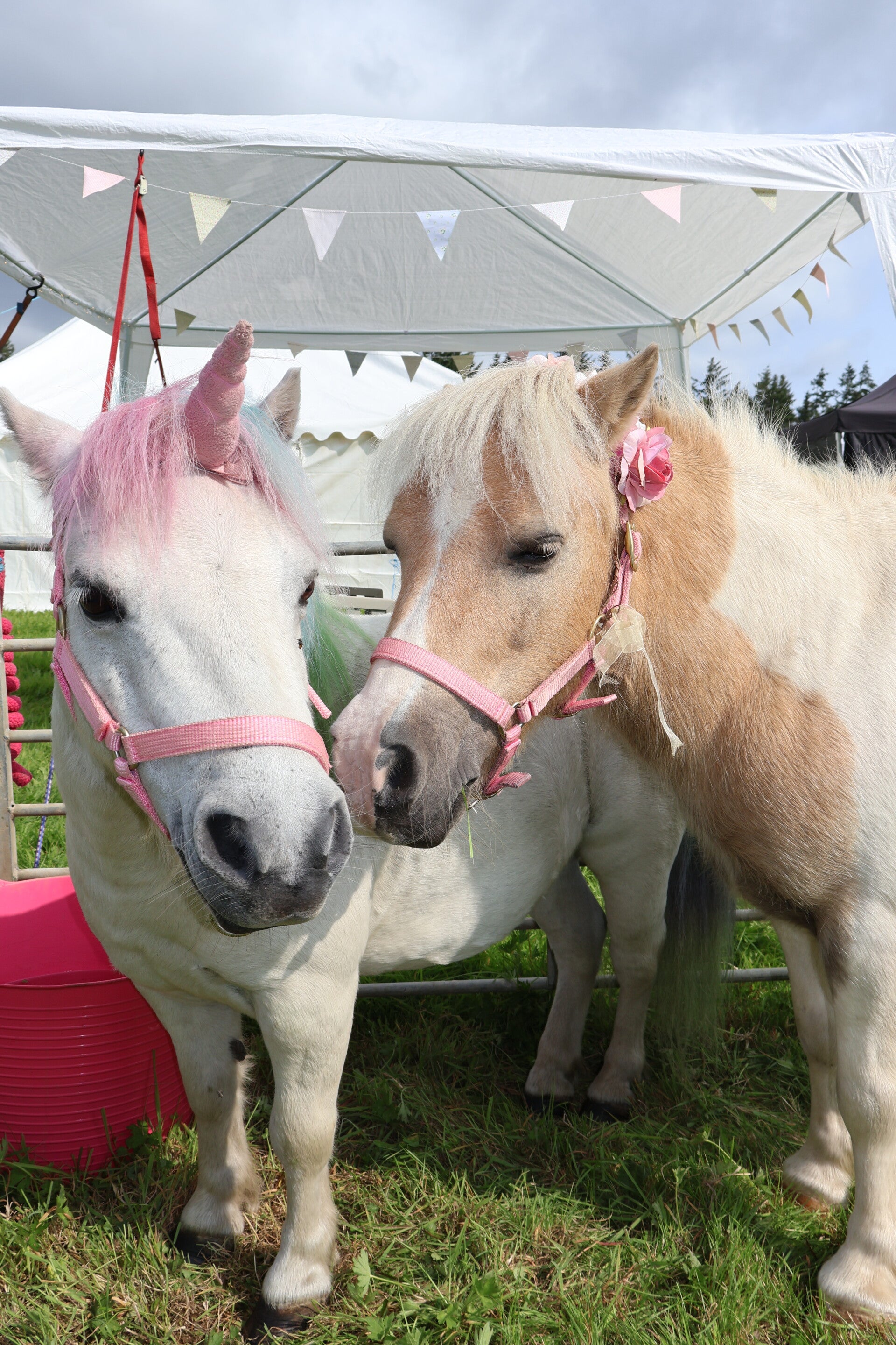 Two Shetland ponies. One with a floral head collar and another with a unicorn horn stood together. 