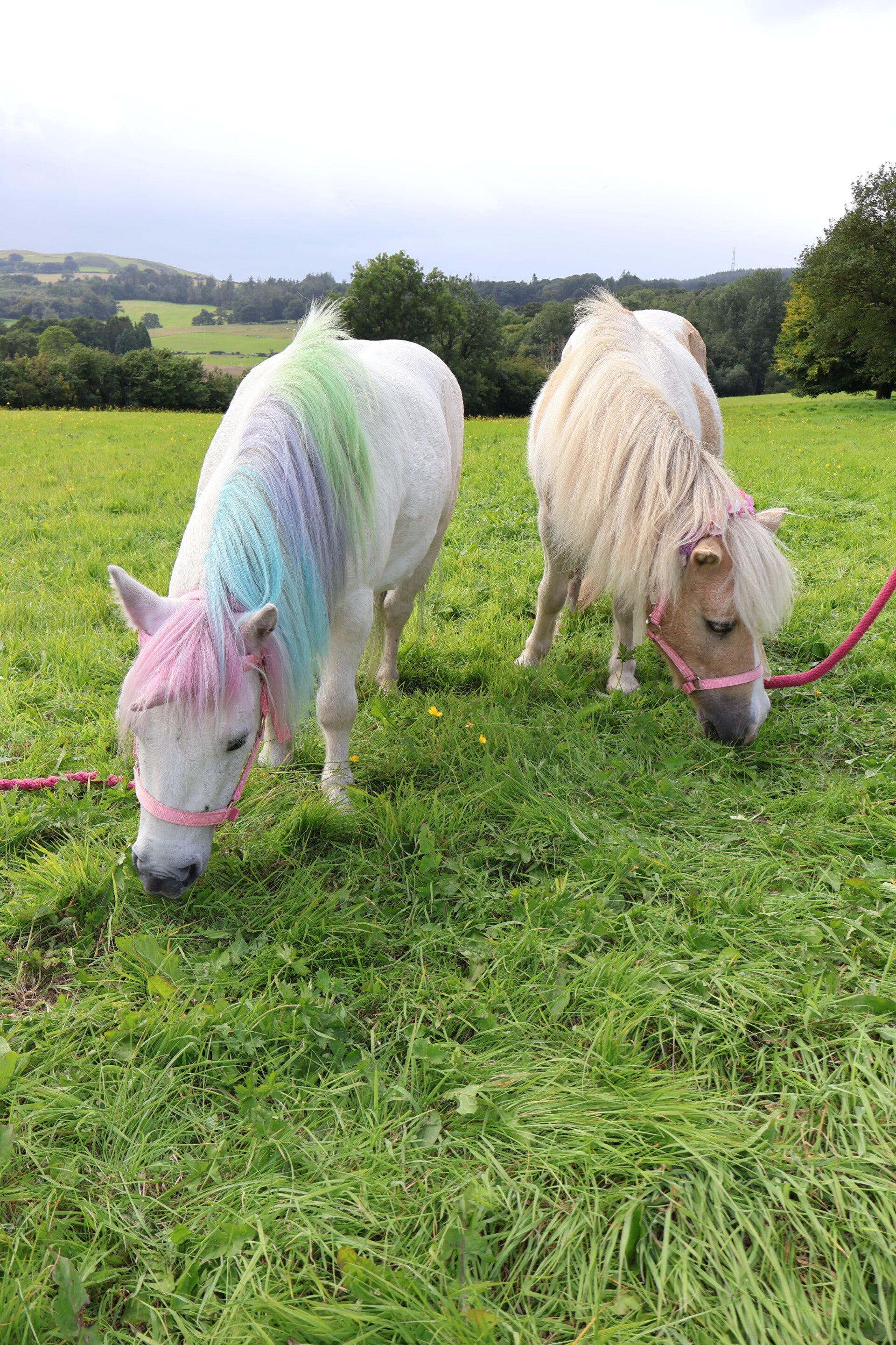 Image of two Shetland ponies in an open field eating grass.  