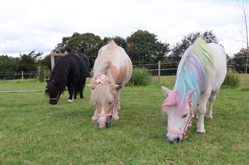 Three unicorn Shetland ponies grazing on a grassy paddock  