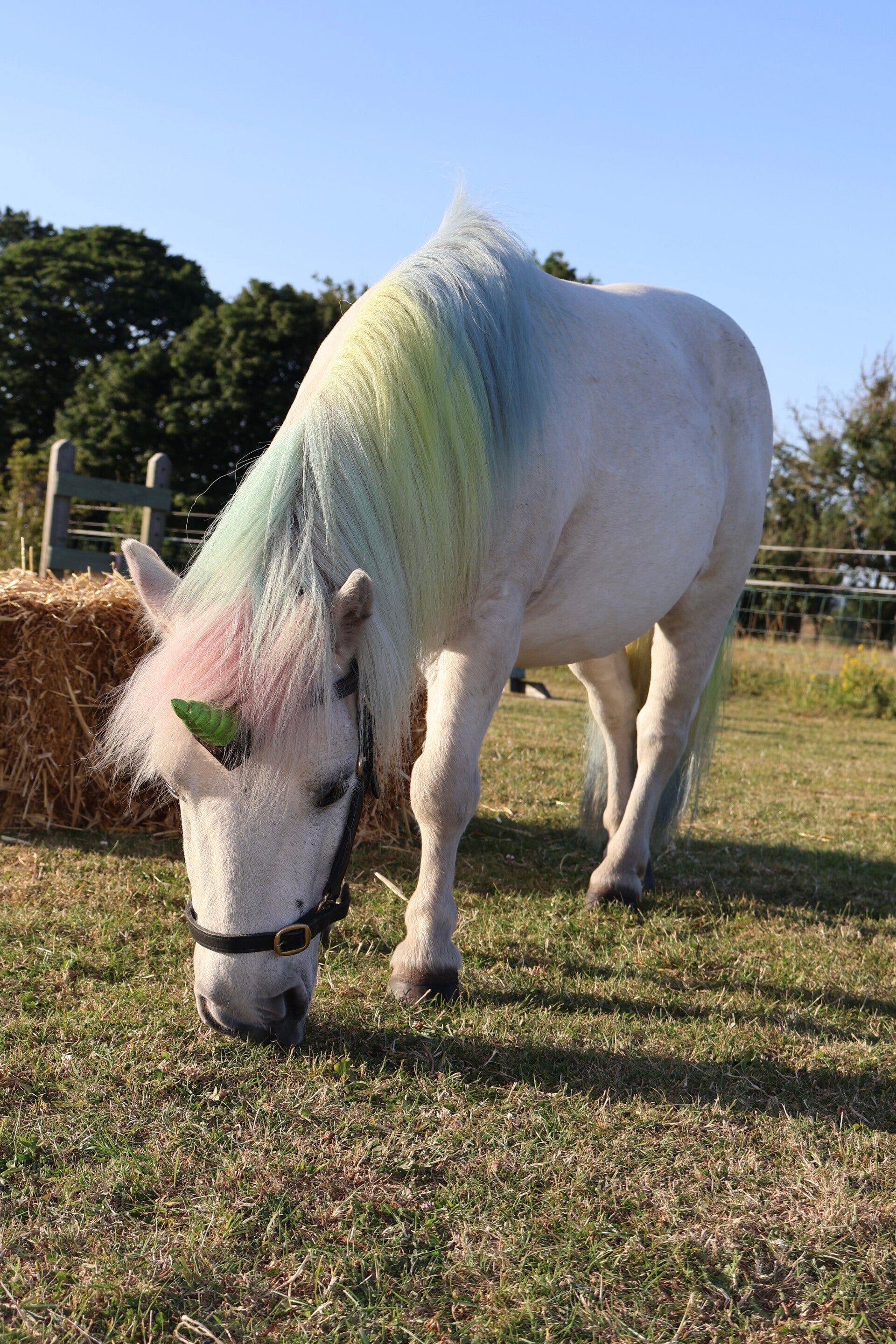 Two Shetland ponies. One with a floral head collar and another with a unicorn horn stood together. 