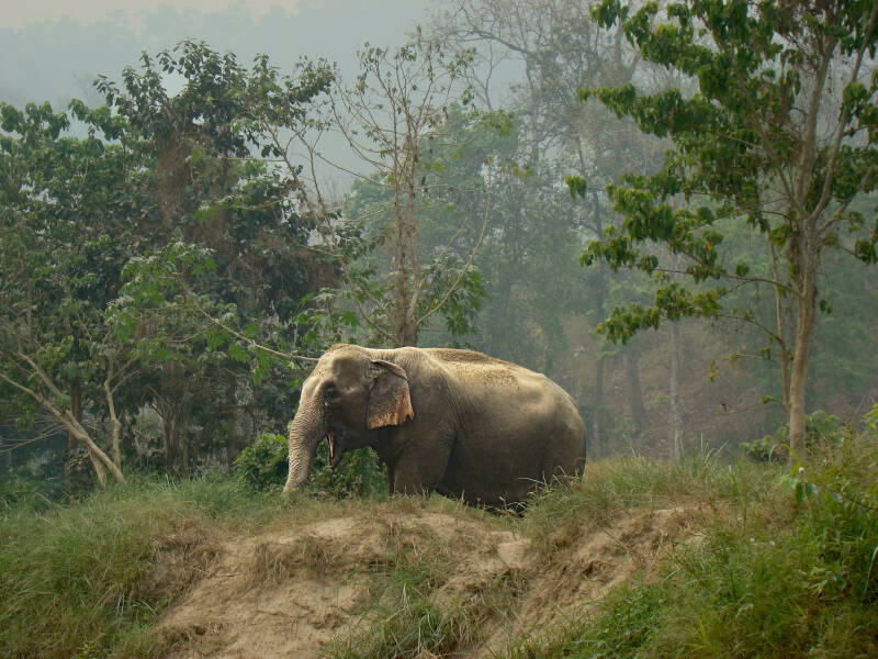 1166-olifant-standard.jpg