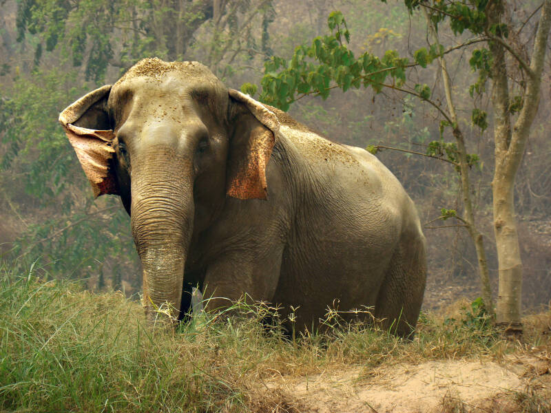1167-olifant-standard.jpg