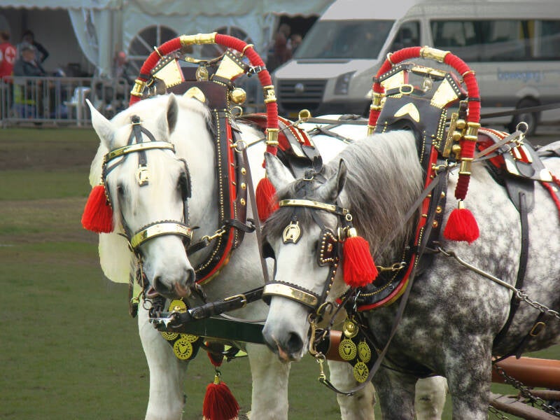 185-paarden-met-hoofdstel-standard.jpg