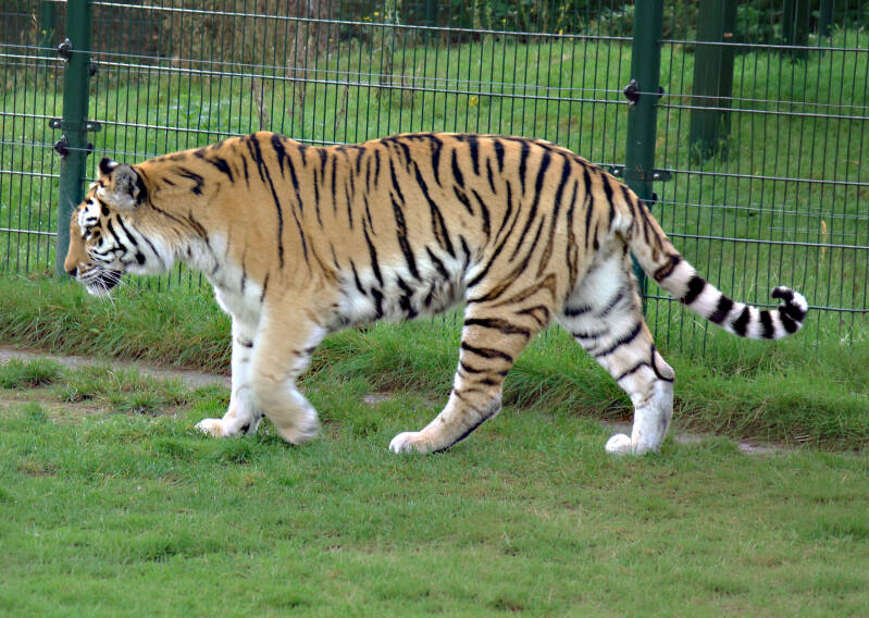 2980-tijger-standard.jpg
