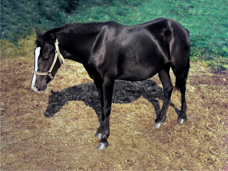 39-paard-standard-ttql09.jpg