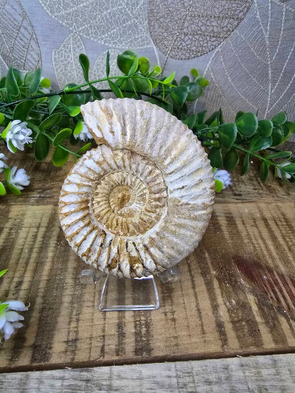Ammoniet fossiel