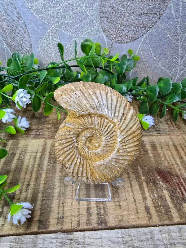 Ammoniet fossiel