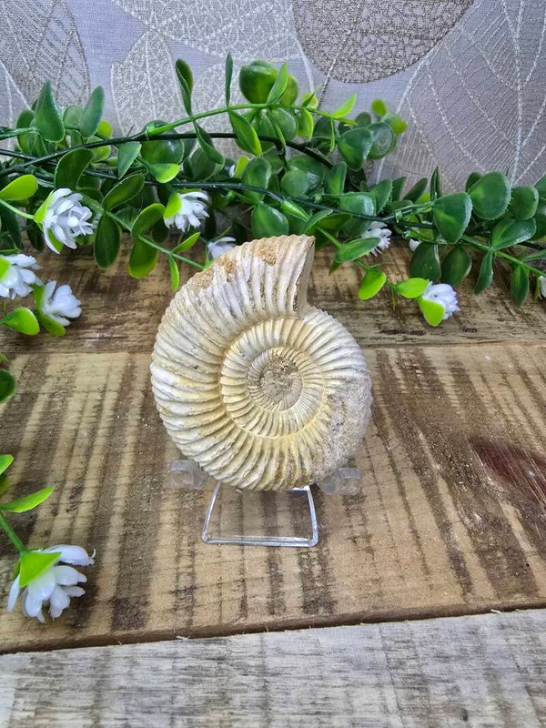 Ammoniet fossiel