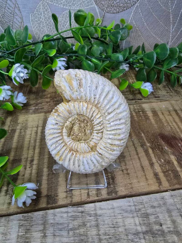 Ammoniet fossiel