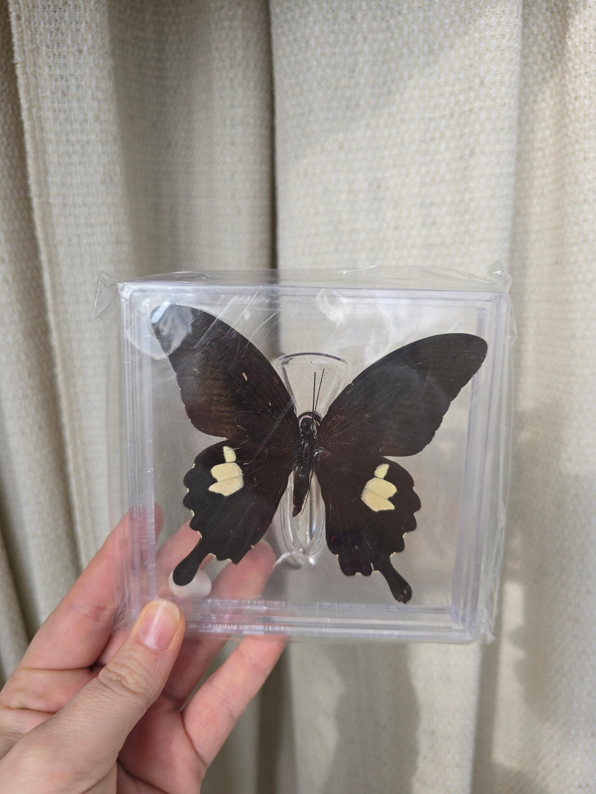 Vlinder Papilio helenus