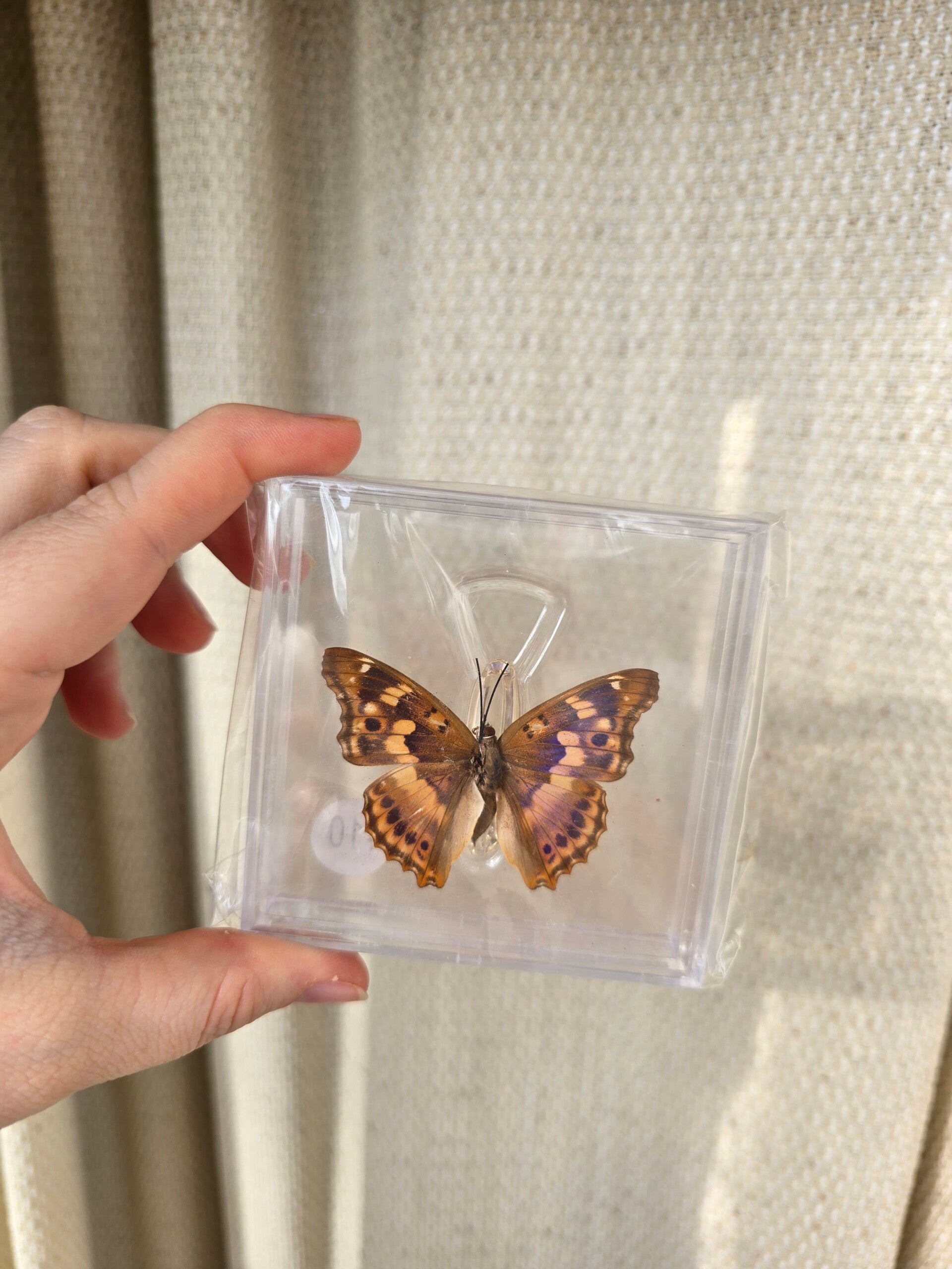 Vlinder kleine weerschijnvlinder