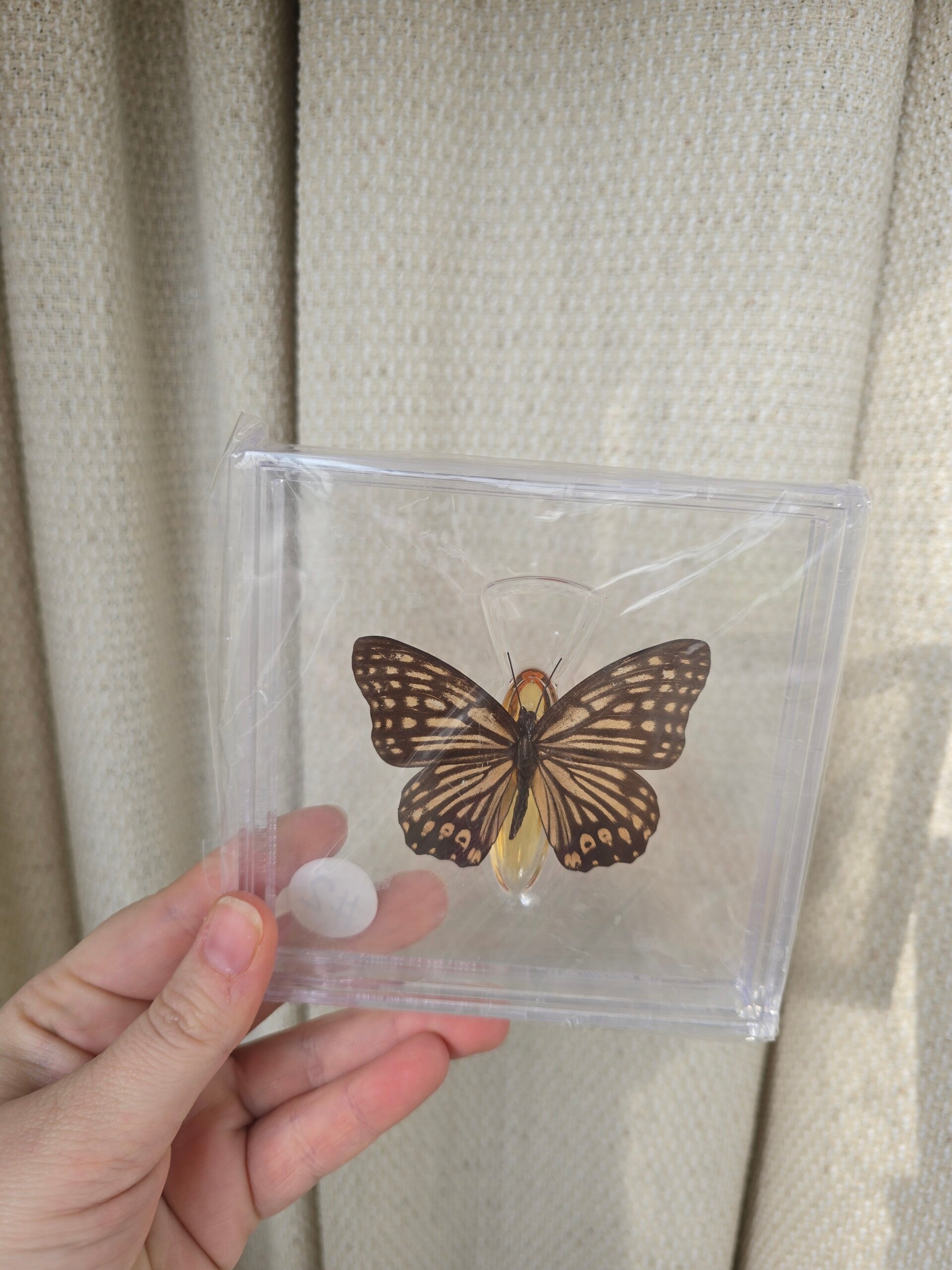 Vlinder Tirumala hamata