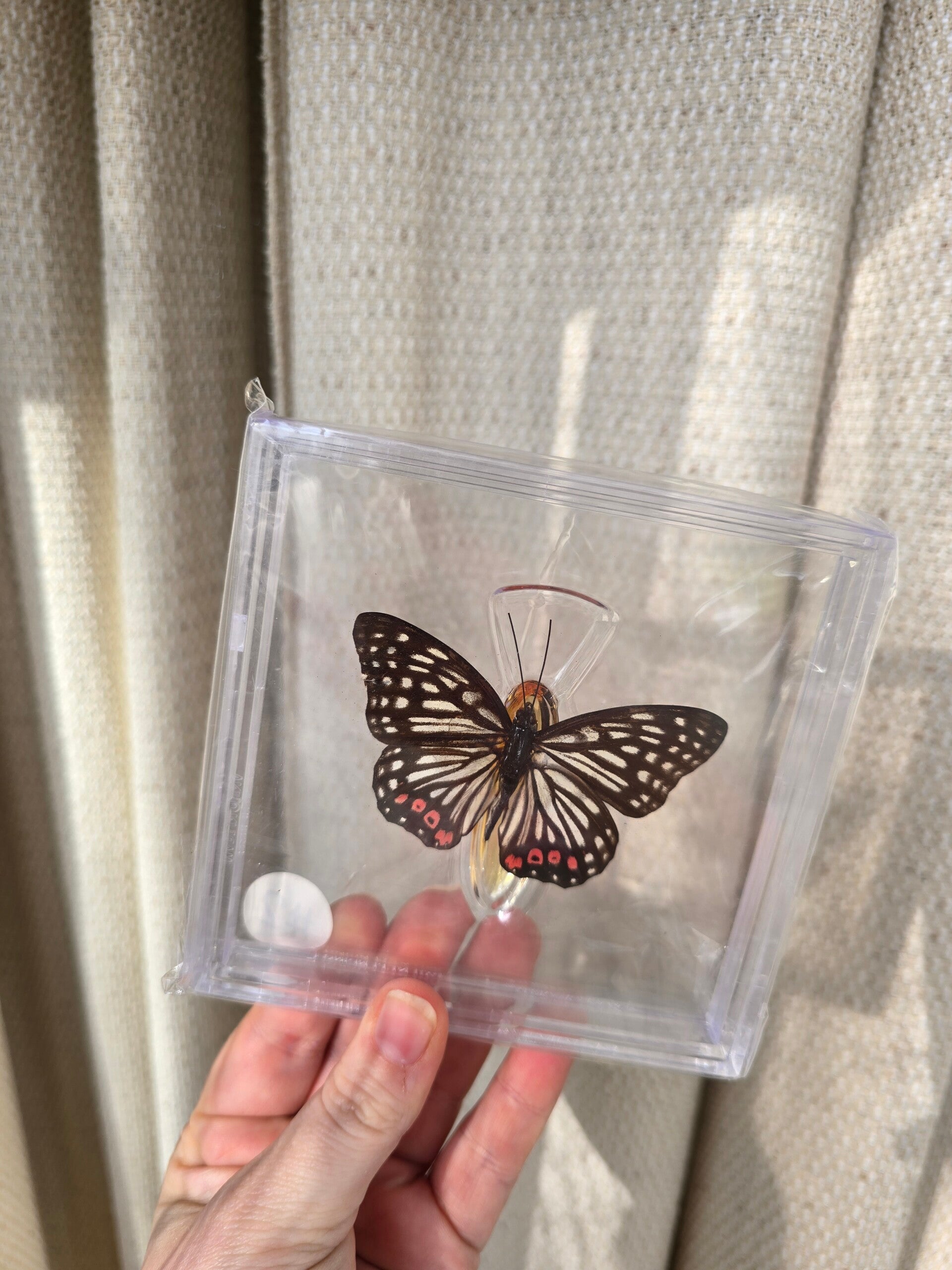 Vlinder Hestina assimilis