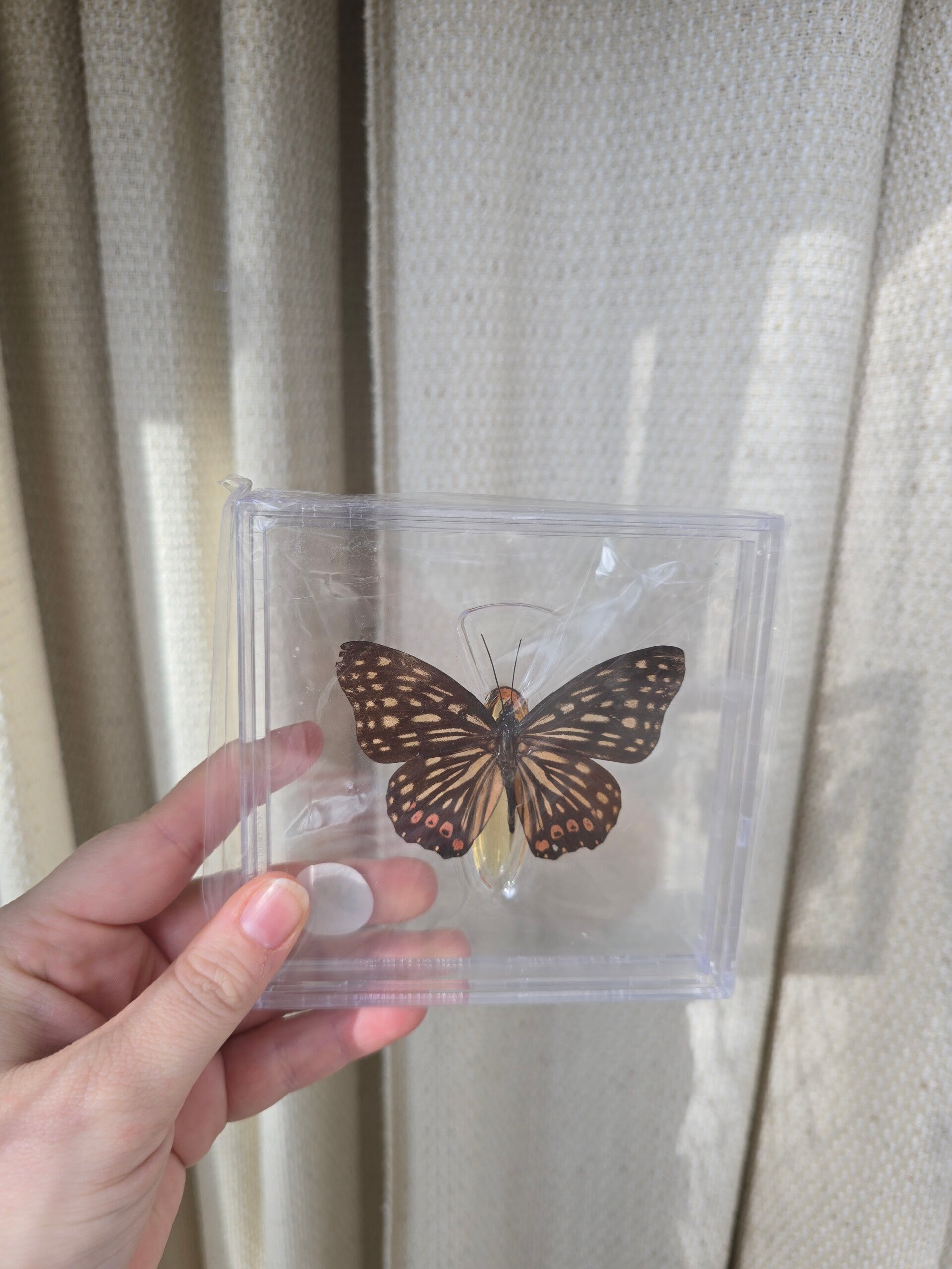 Vlinder Hestina assimilis