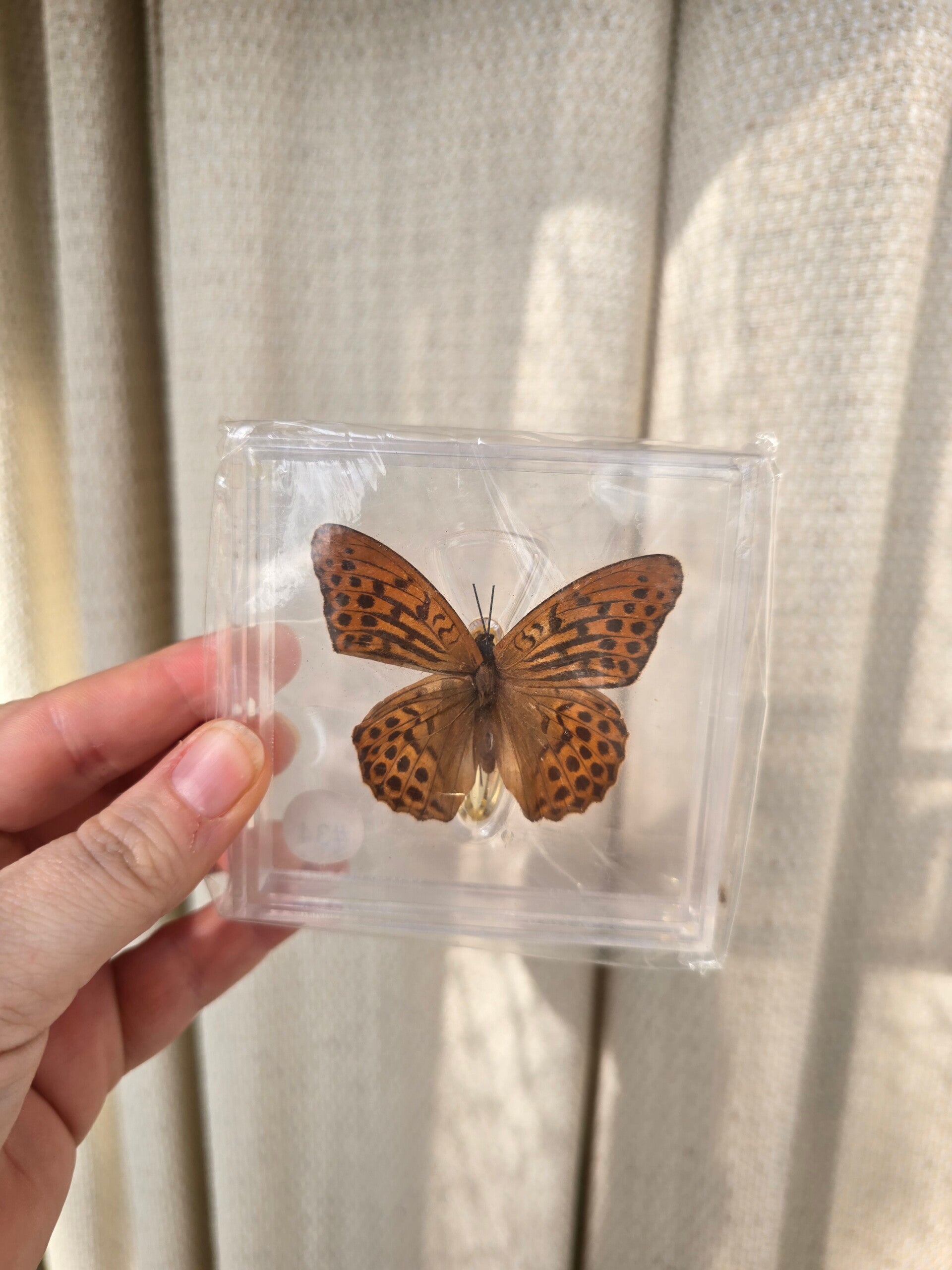 Vlinder Keizersmantel