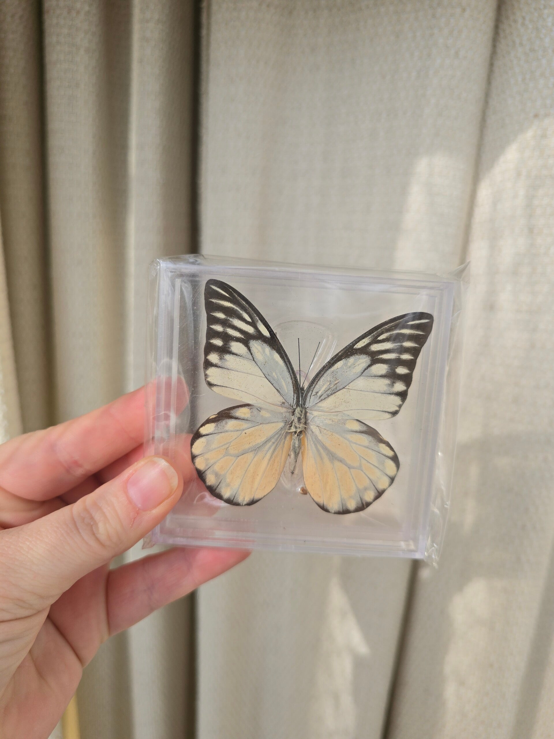 Vlinder Prioneris thestylis