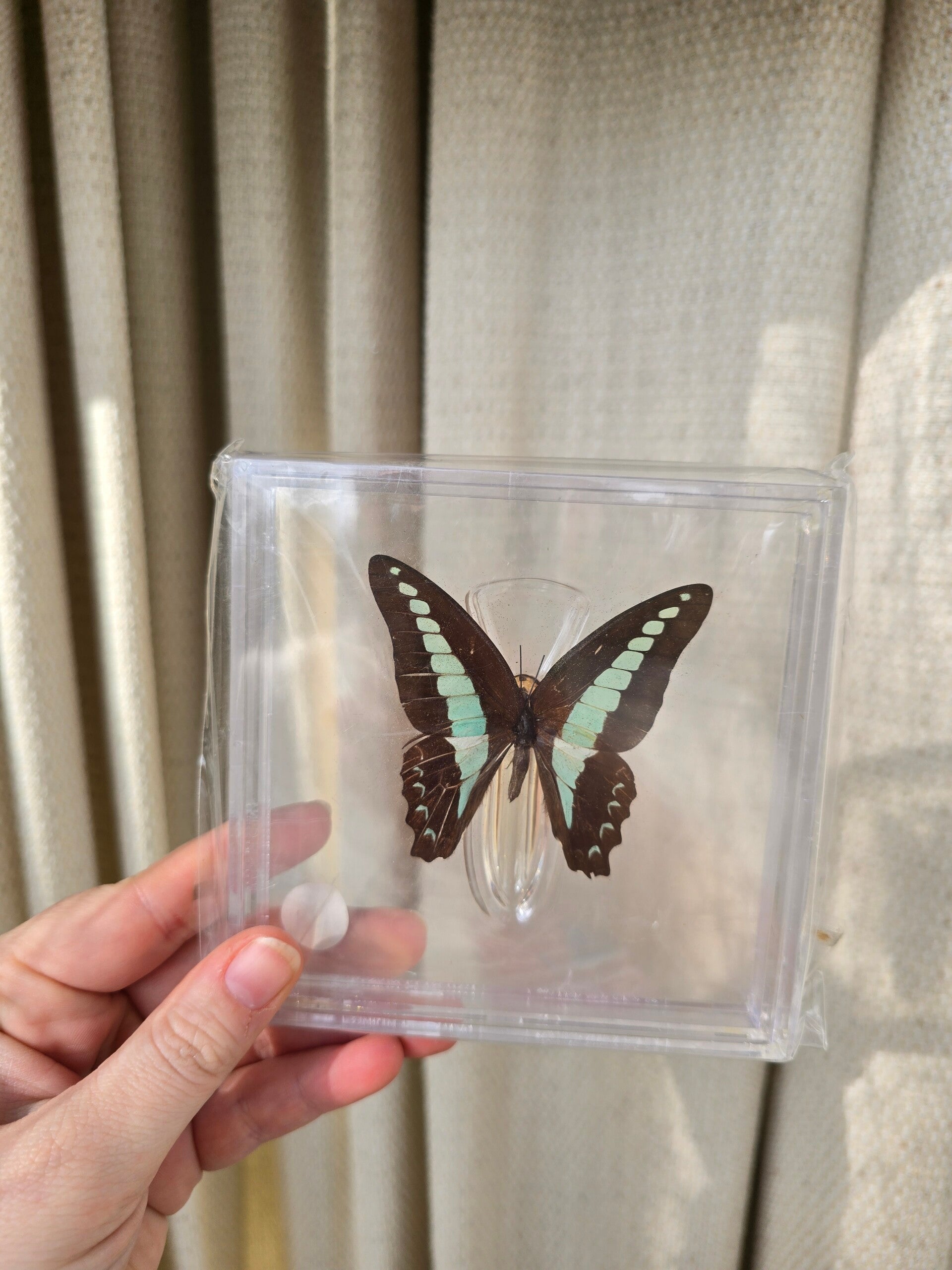 Vlinder Graphium sarpedon