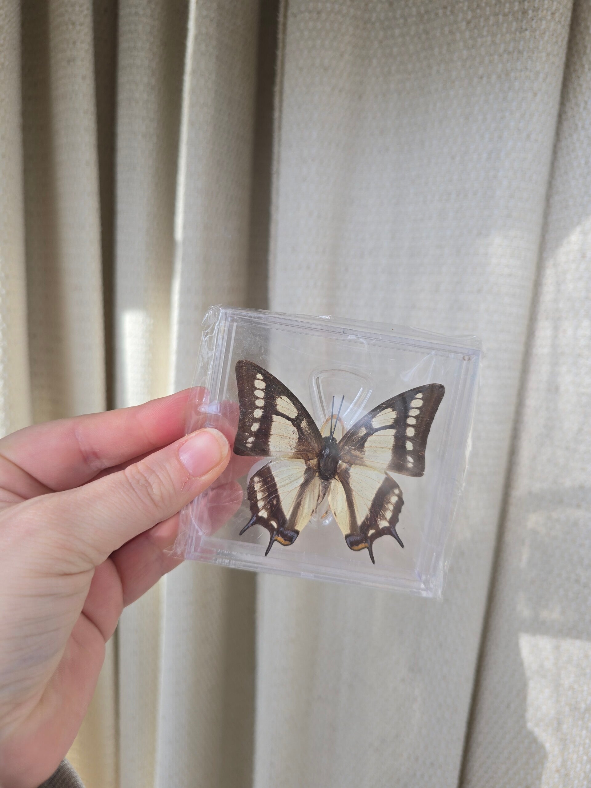 Vlinder Polyura narcaea