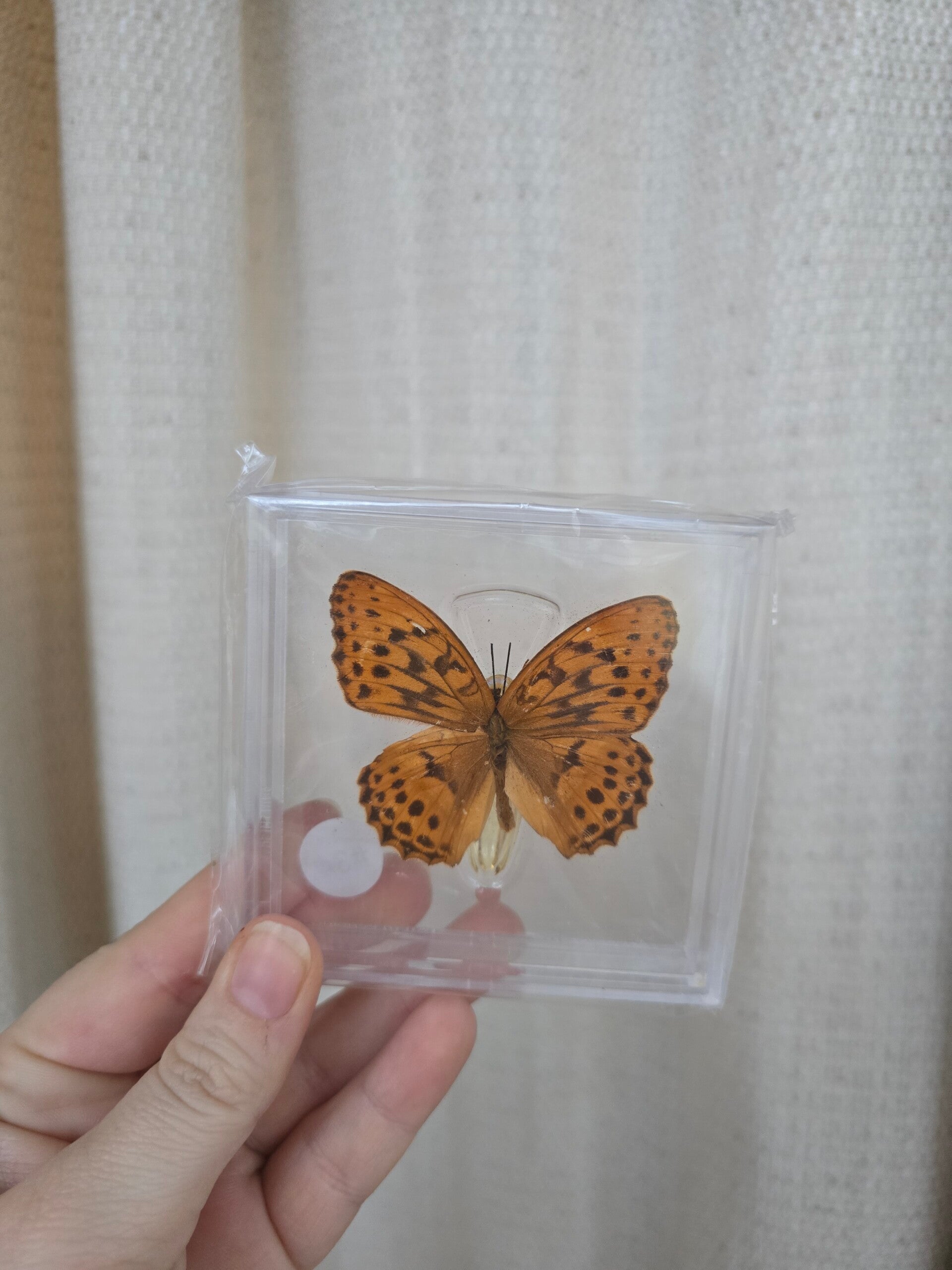 Vlinder Keizersmantel