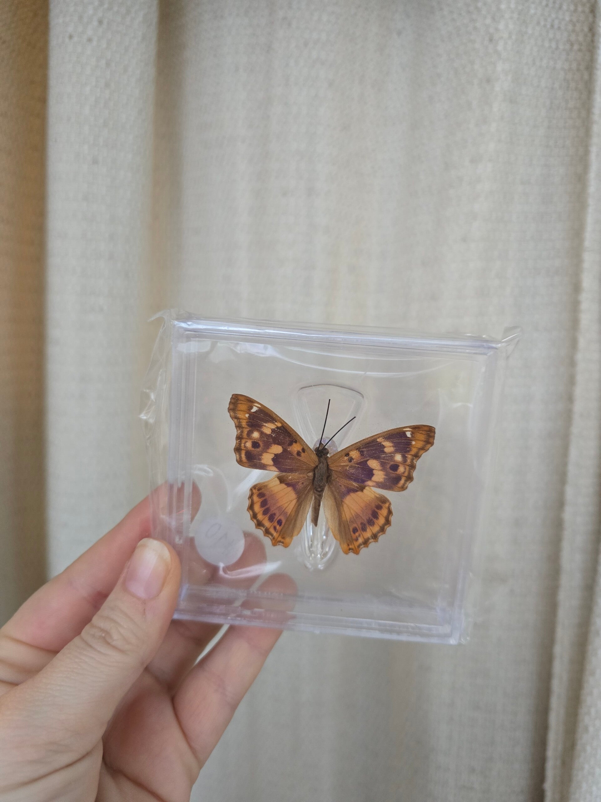 Vlinder kleine weerschijnvlinder