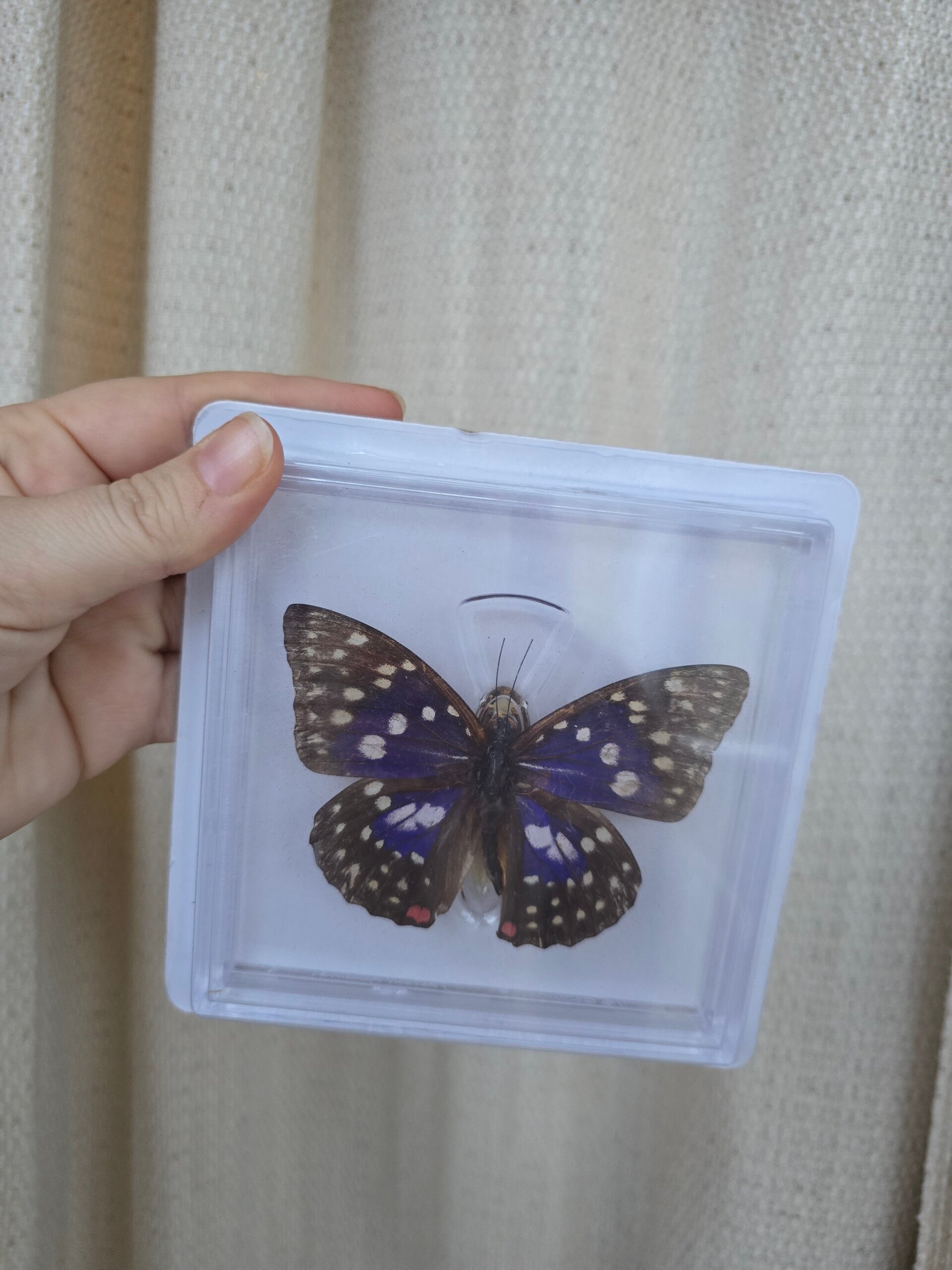 Vlinder Sasakia charonda