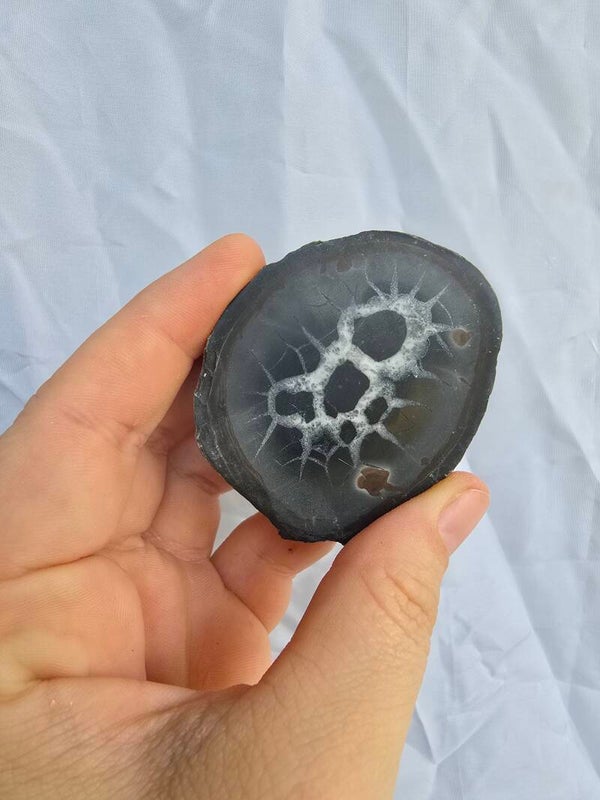Septarie
