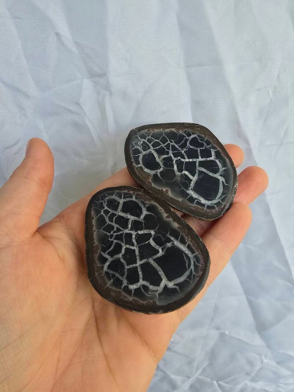Septarie