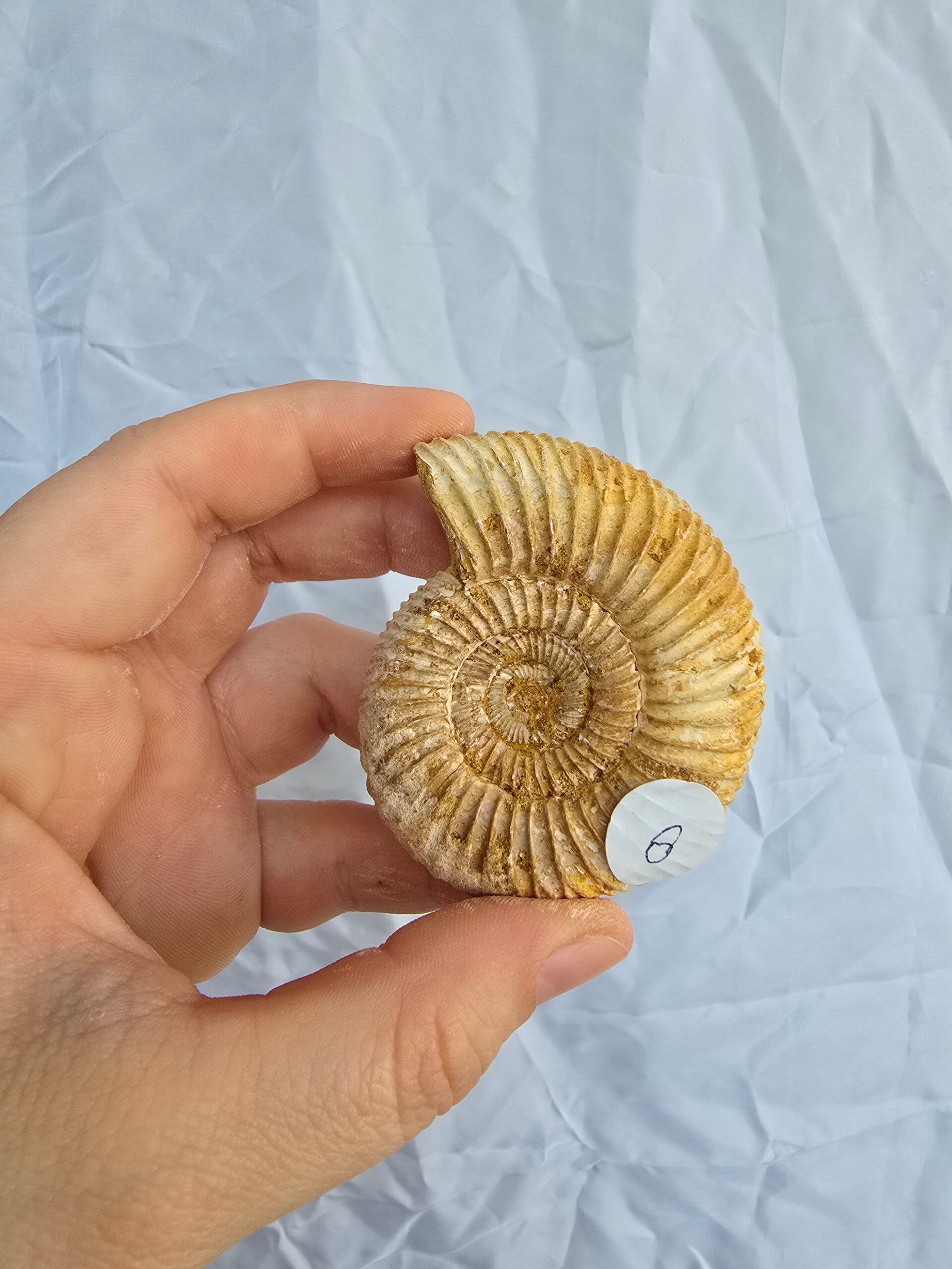 Ammoniet fossiel