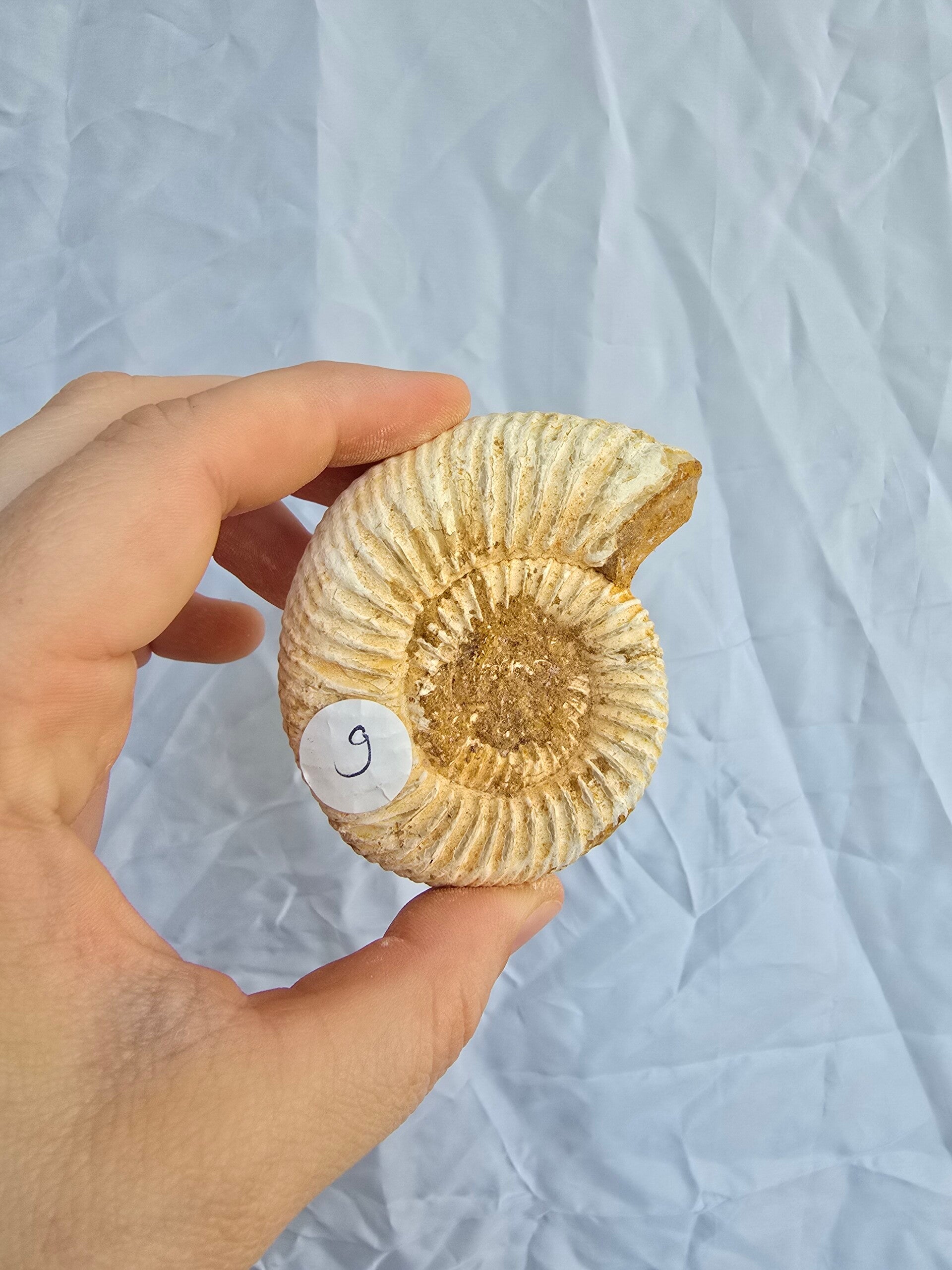 Ammoniet fossiel