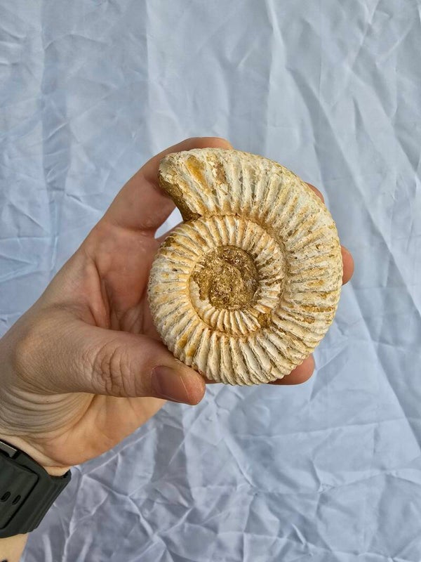 Ammoniet fossiel