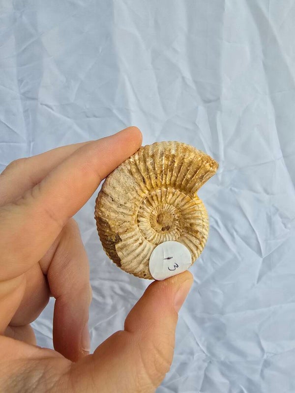 Ammoniet fossiel