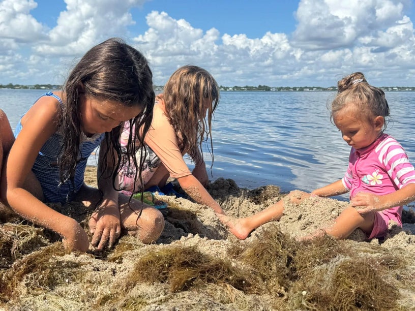 Children exploring macroalgae along the shoreline