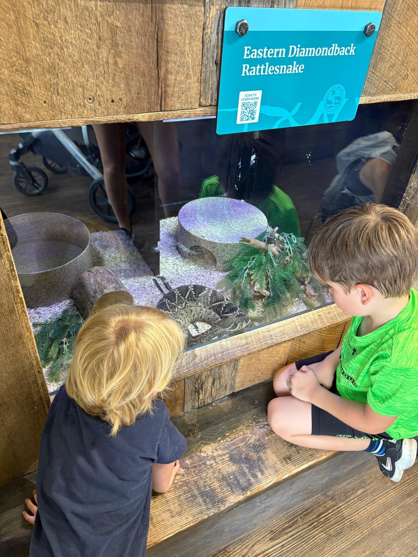 Children safely observing an Eastern Diamondback Rattlesnake