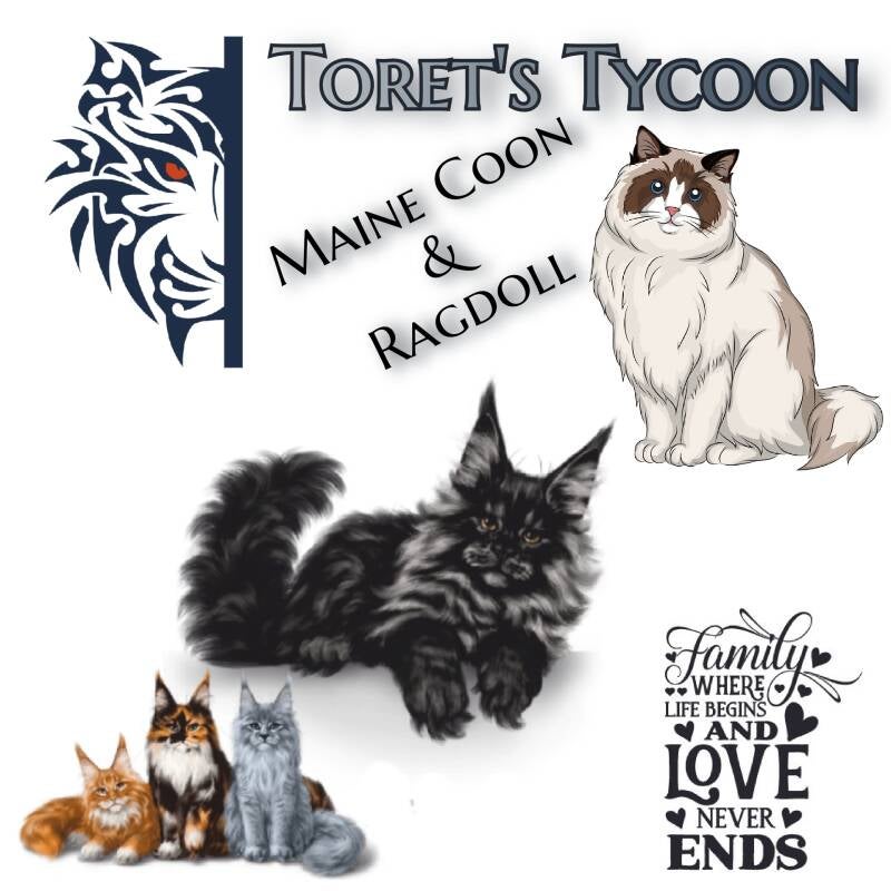 Ragdoll en Maine Coon Cattery